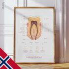 The Anatomy of a Tooth – educare.design Anatomia di un Dente
