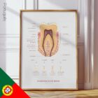 The Anatomy of a Tooth – educare.design Anatomia di un Dente