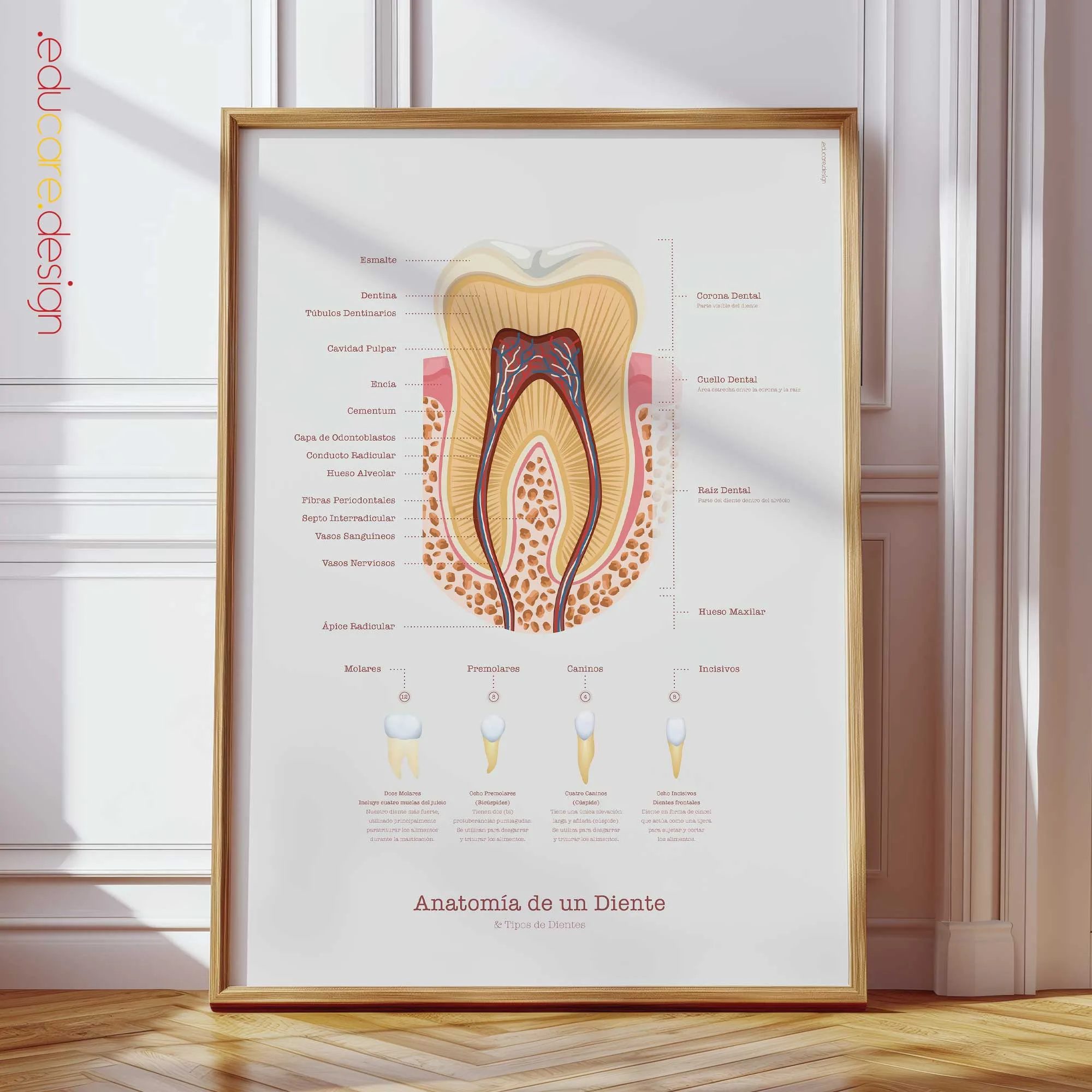 La Anatomía de un Diente lámina anatómica para clínicas y consultas