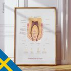 The Anatomy of a Tooth – educare.design Anatomia di un Dente