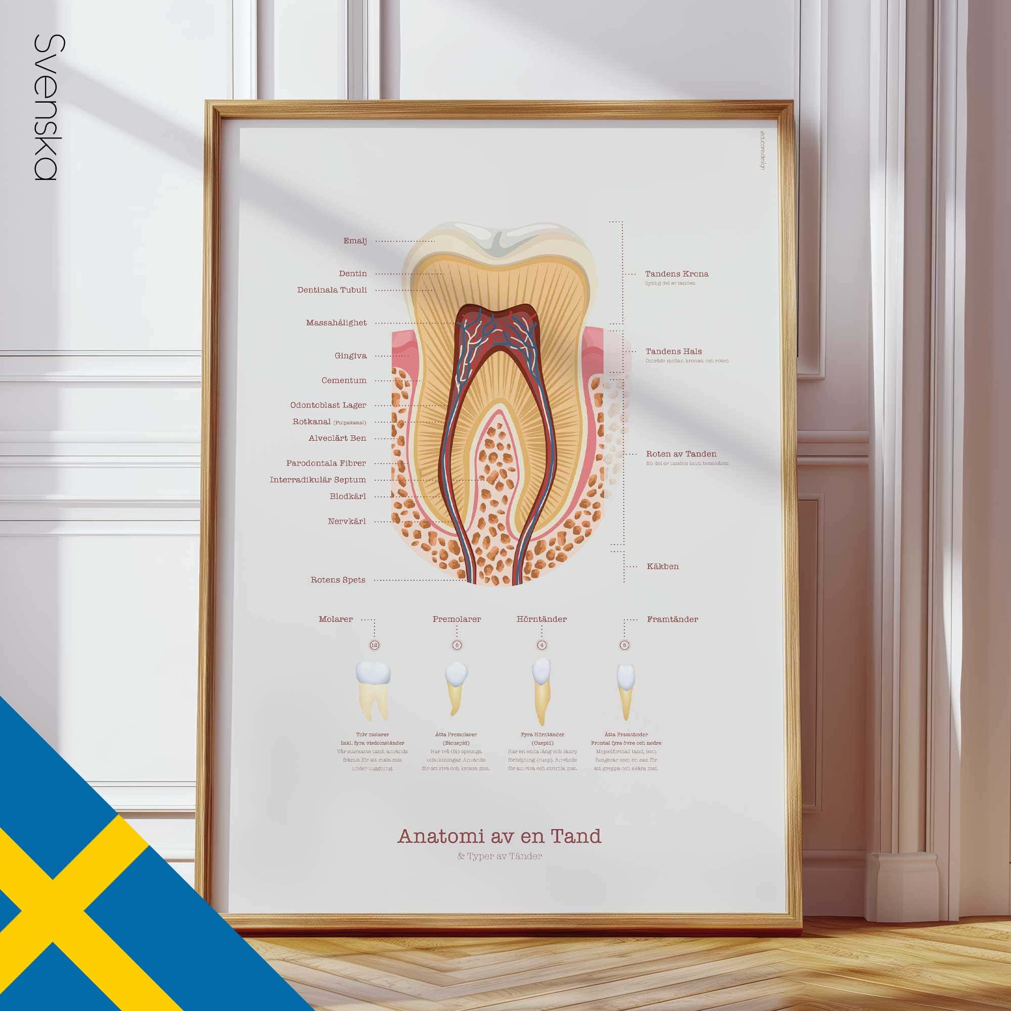 Anatomia di un Dente