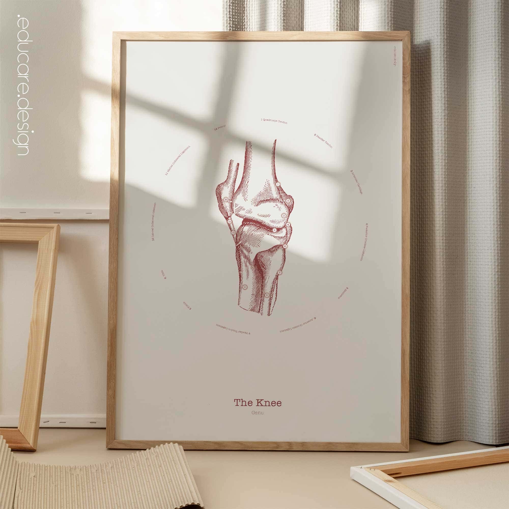 The Knee Vintage Anatomy Artwork
