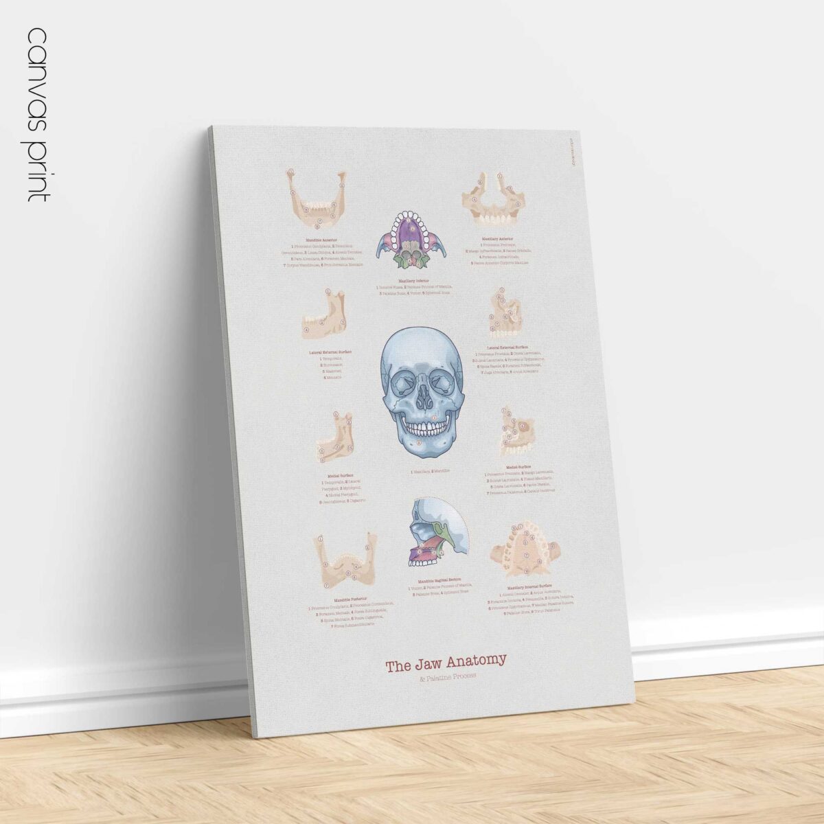 Anatomie de la Mâchoire
