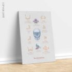 Jaw Anatomy & Palatine Process