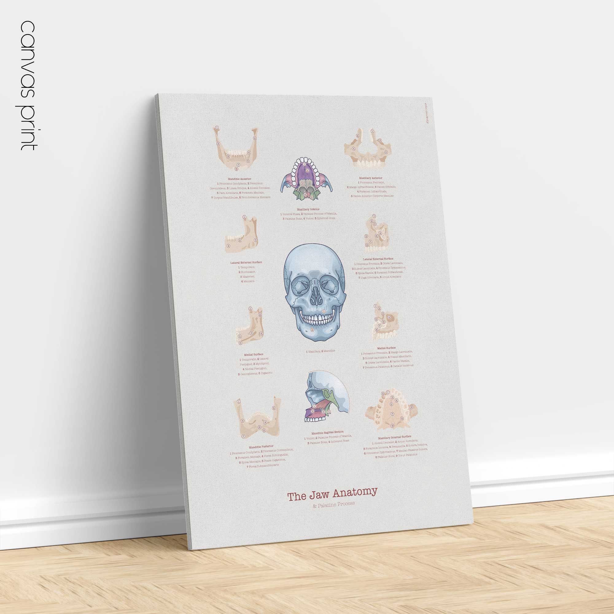 Jaw Anatomy & Palatine Process