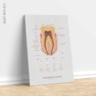 The Anatomy of a Tooth – educare.design Anatomia di un Dente
