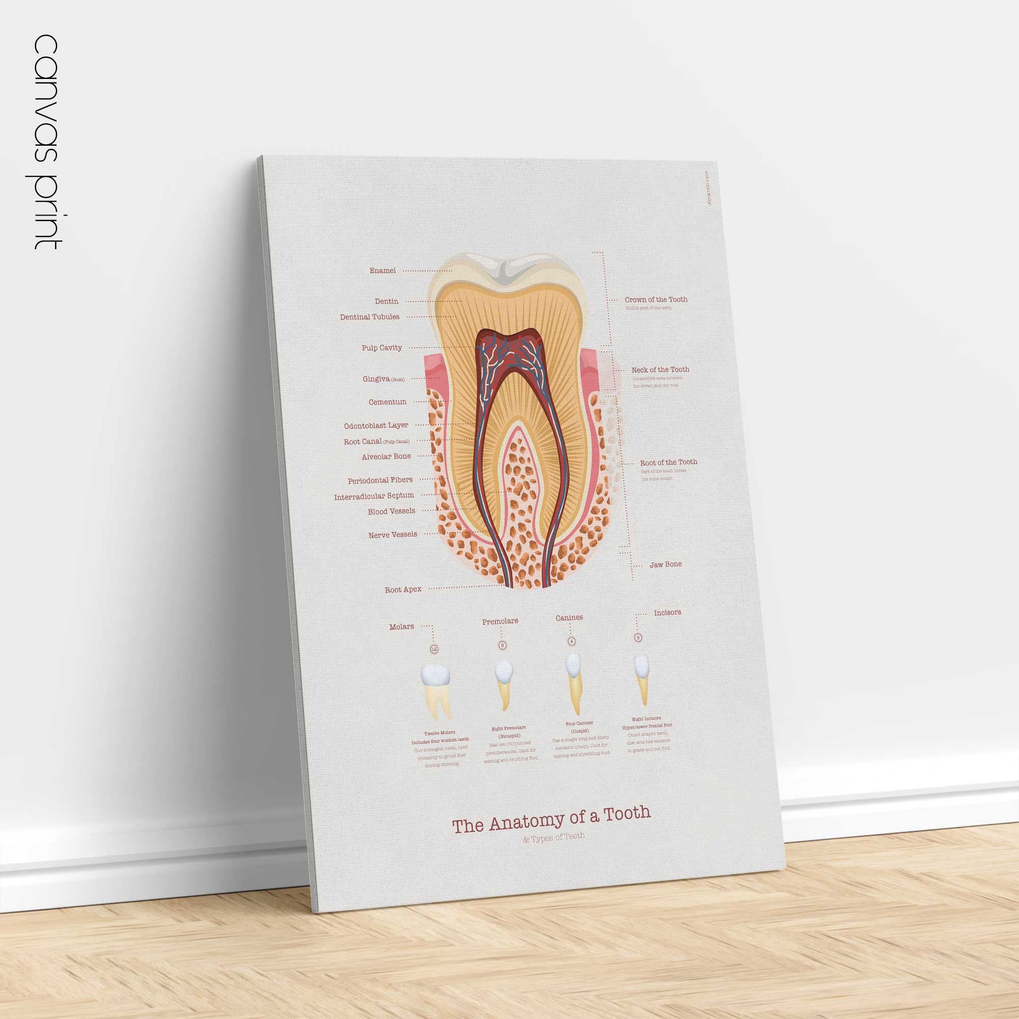 Anatomia di un Dente