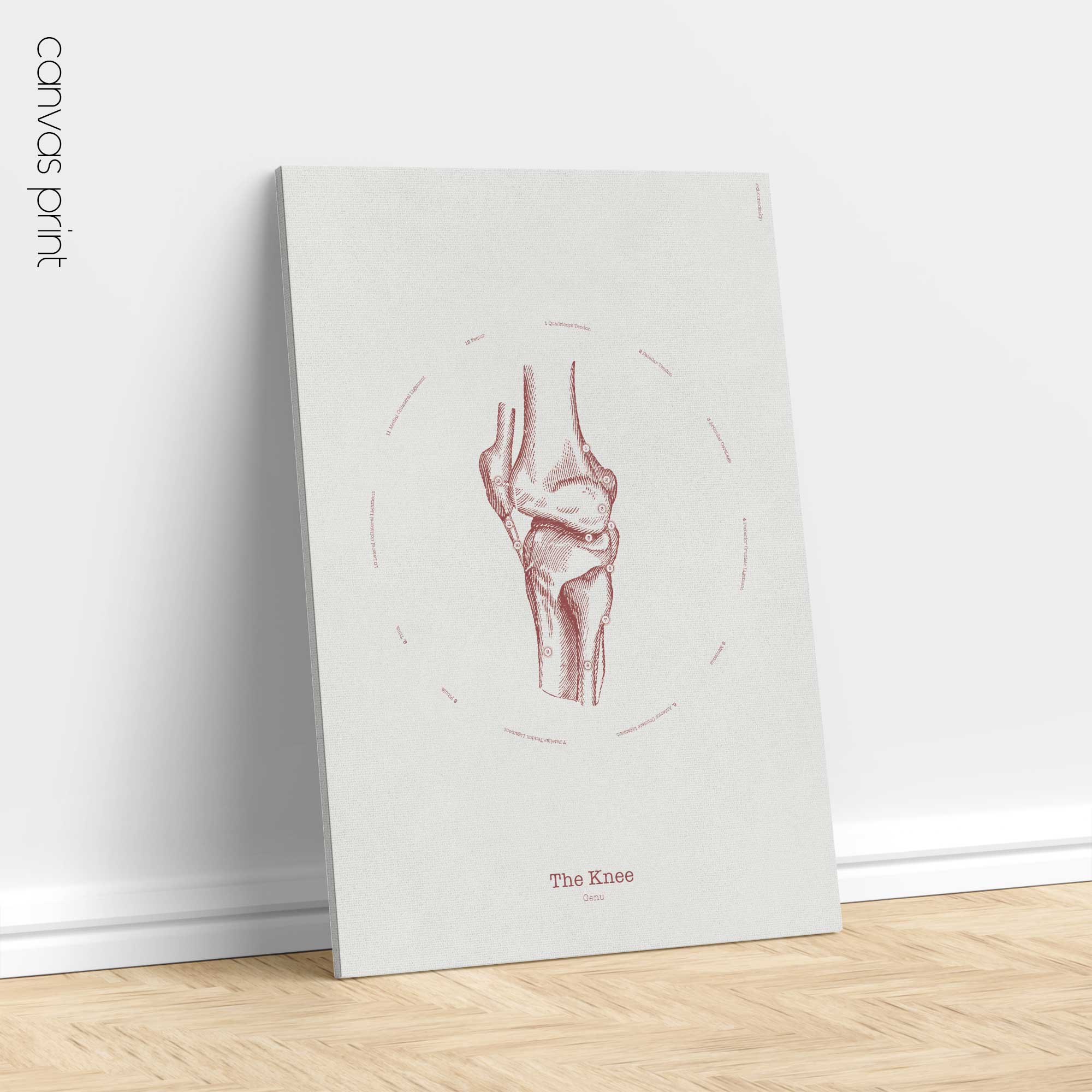 The Knee Vintage Anatomy Artwork