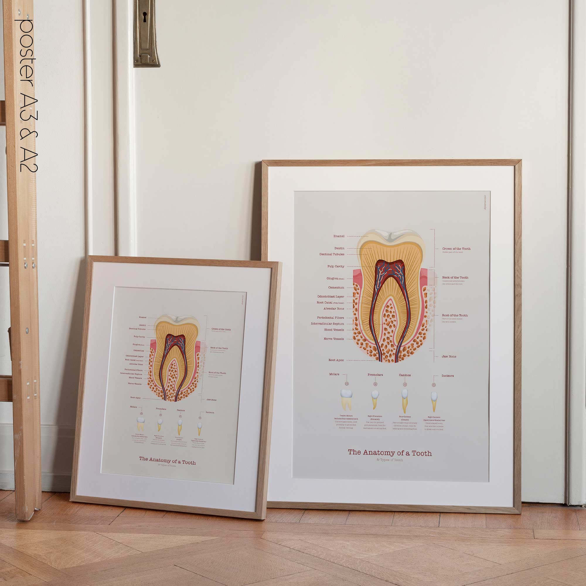 Anatomia di un Dente