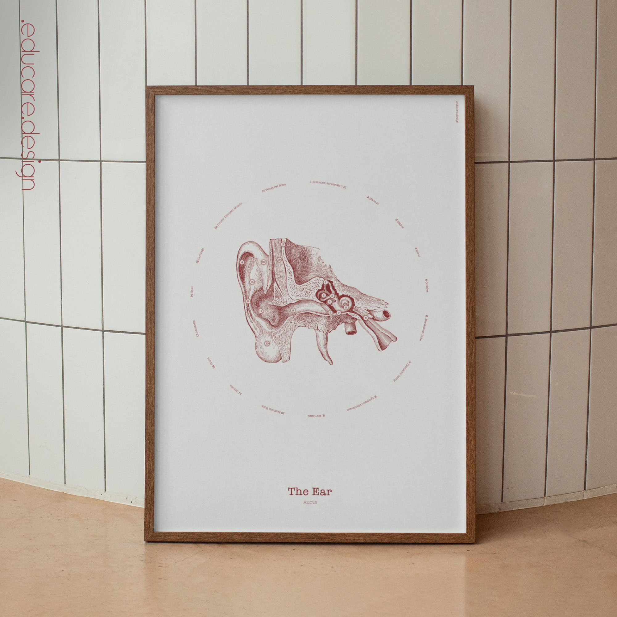 The Ear Vintage Anatomy Artwork