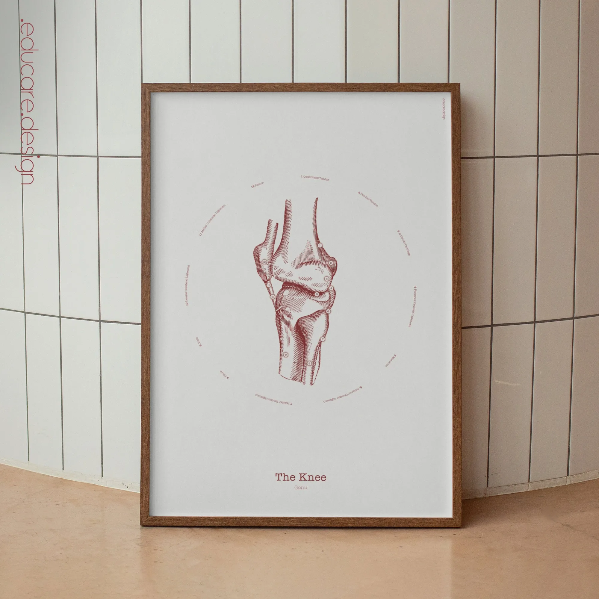 03_rust_knee The Knee Vintage Anatomy Artwork