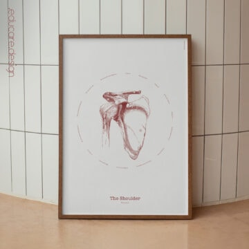 The Shoulder Vintage Anatomy Artwork