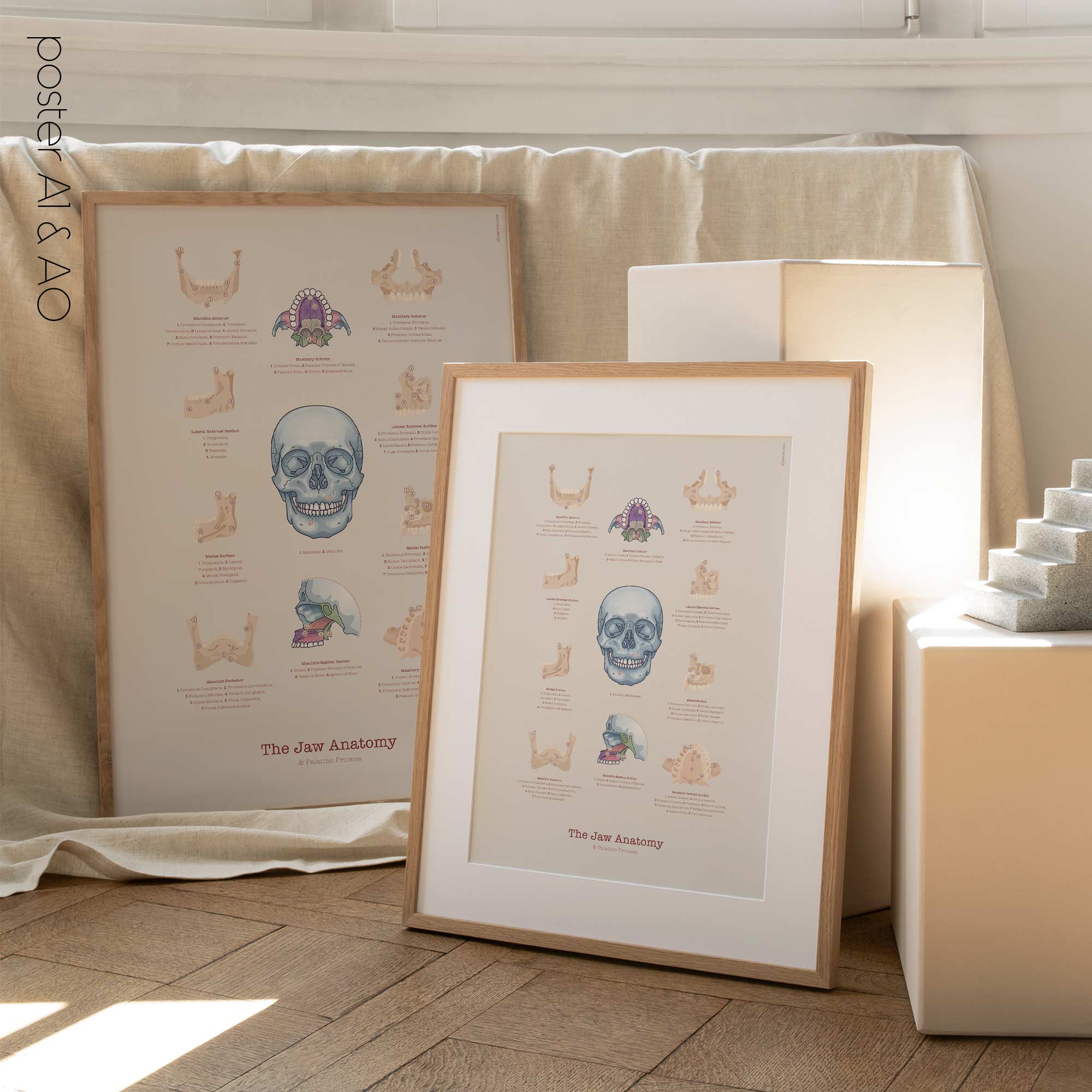 Jaw Anatomy & Palatine Process