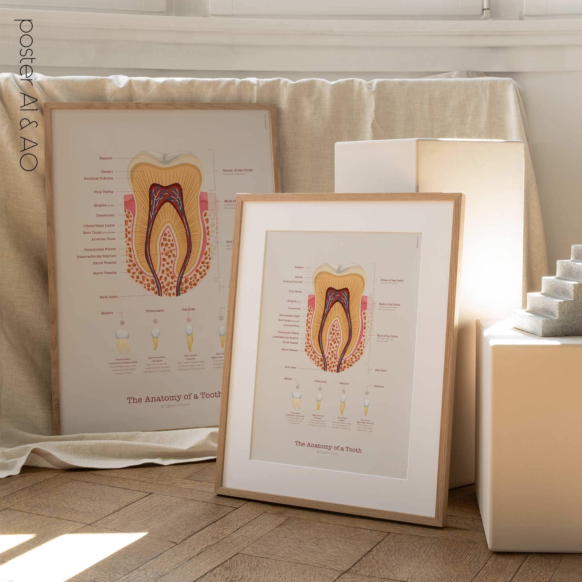 Anatomia di un Dente