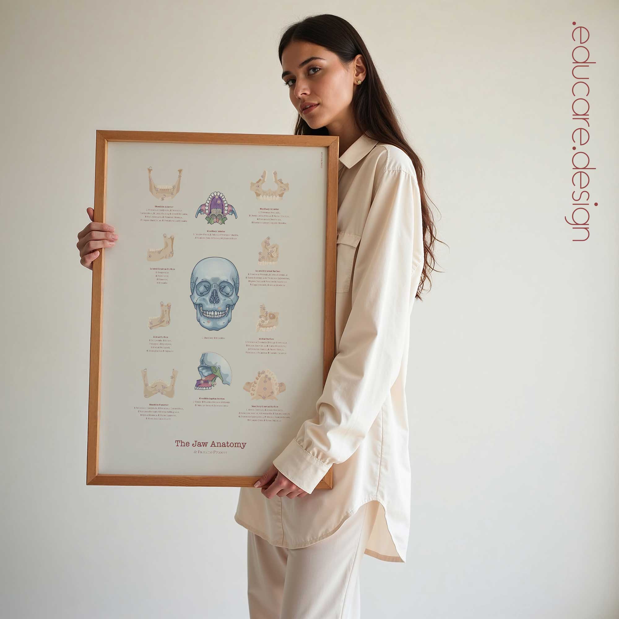 Jaw Anatomy & Palatine Process