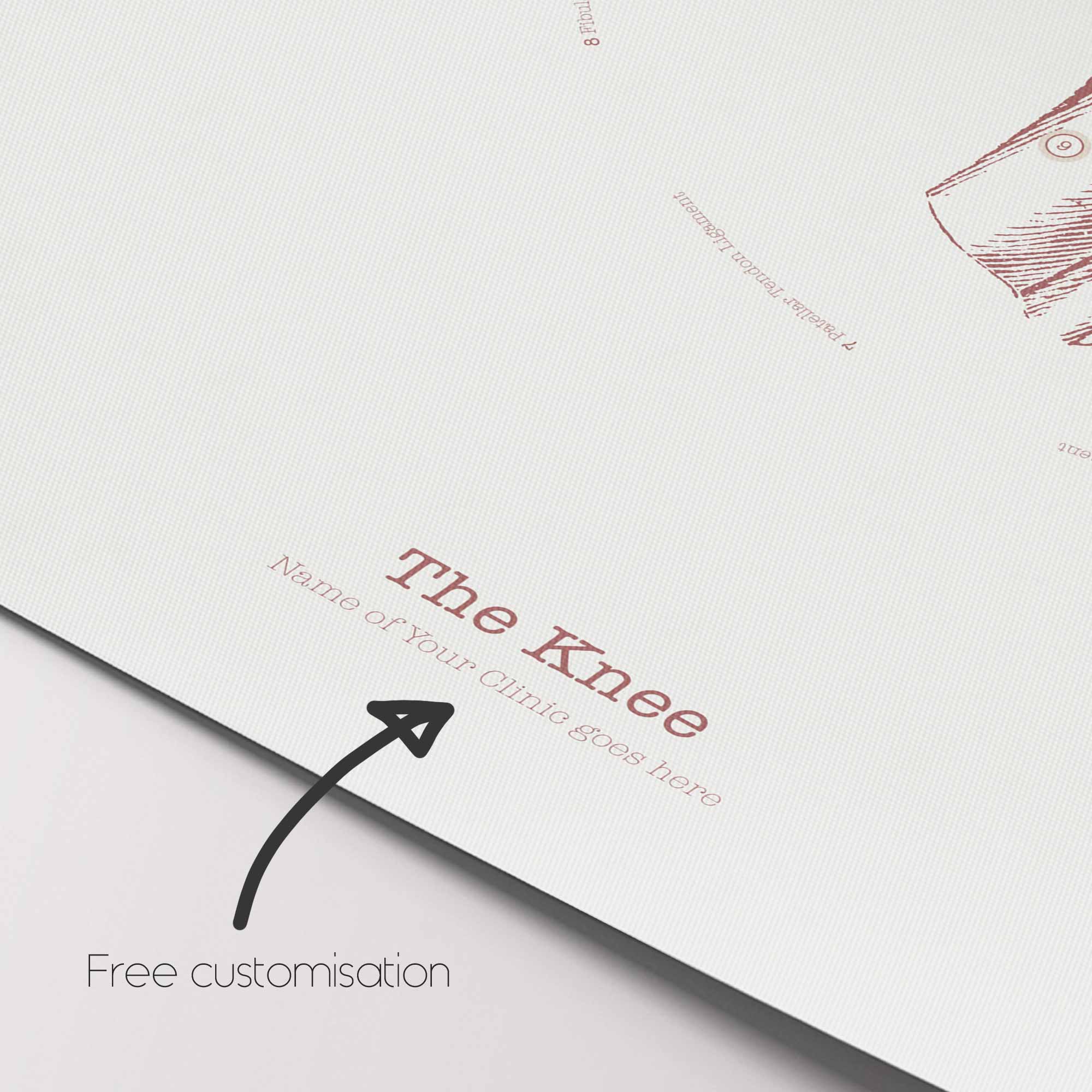 The Knee Vintage Anatomy Artwork