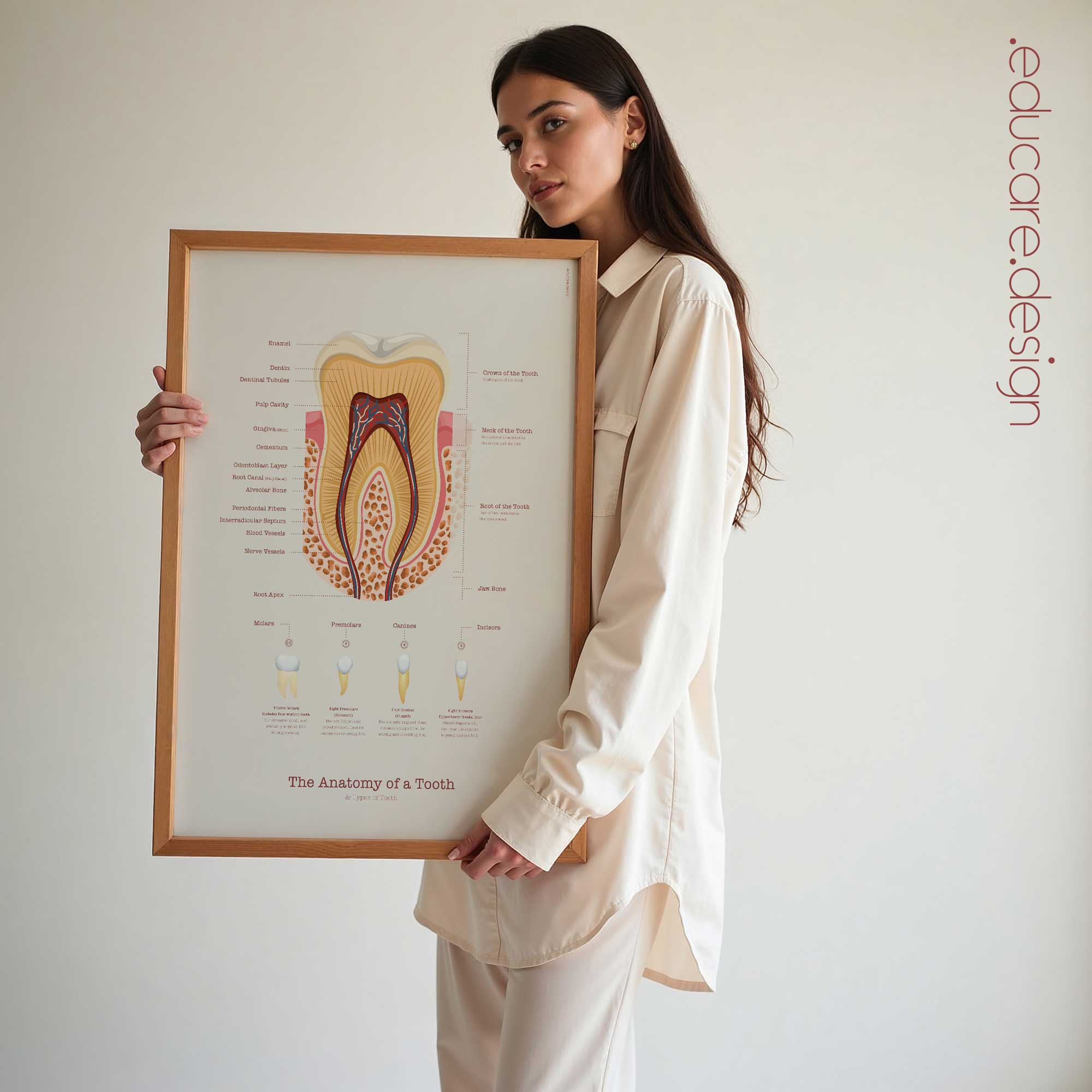 Anatomia di un Dente