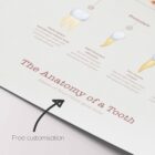 The Anatomy of a Tooth – educare.design Anatomia di un Dente
