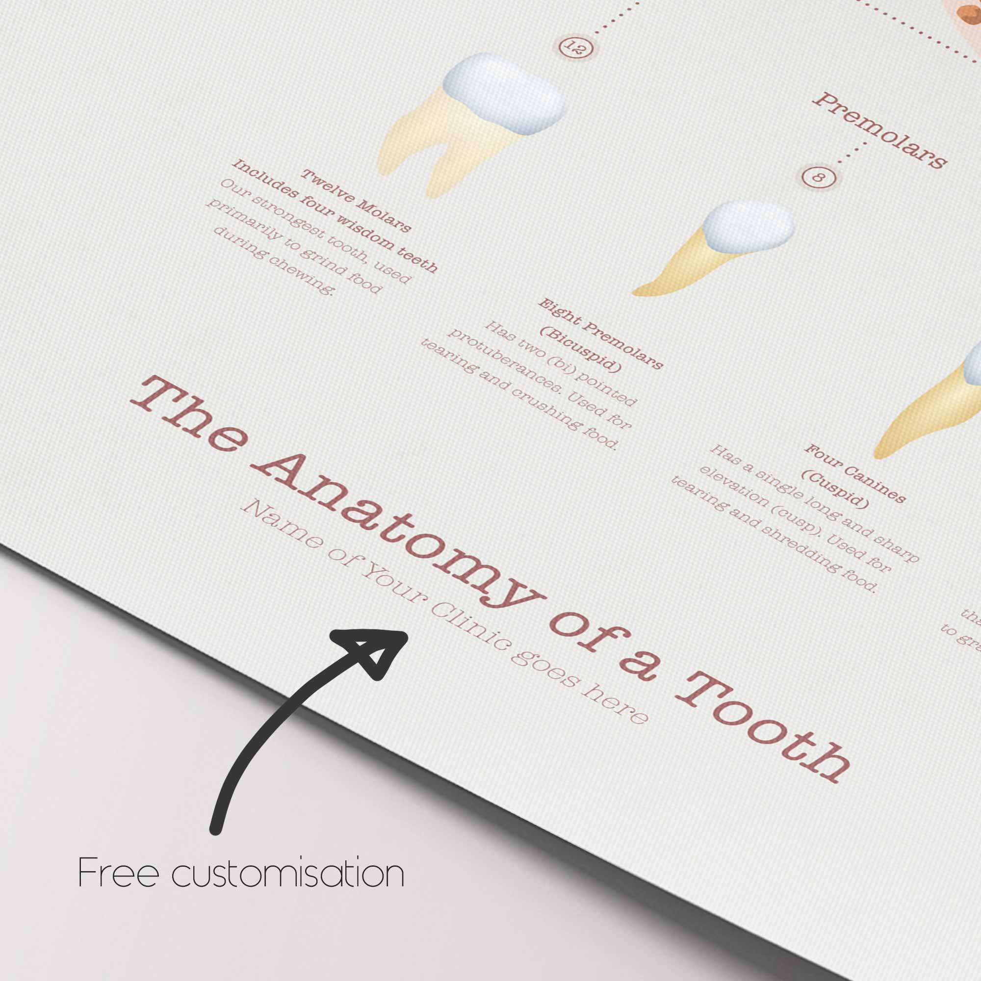 Anatomia di un Dente