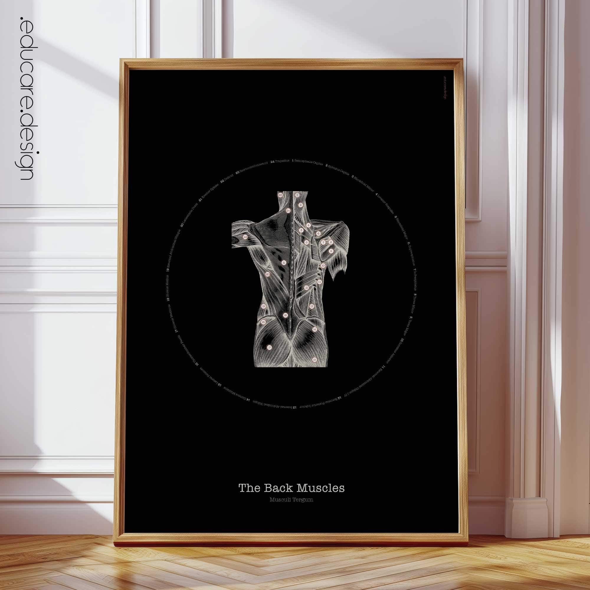 Back Muscles Anatomy, Vintage Black Edition Chart