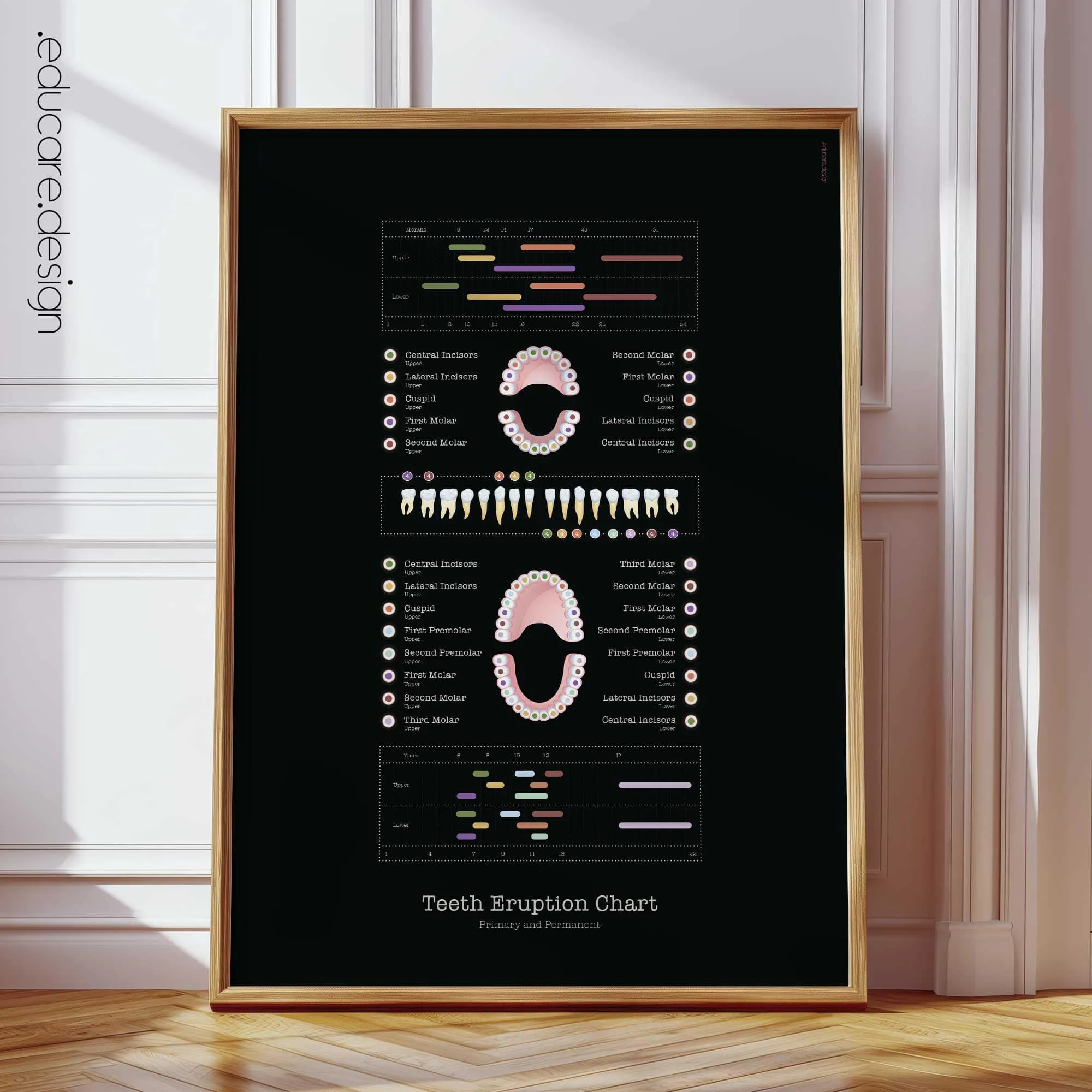 Teeth Eruption Chart, Black Edition