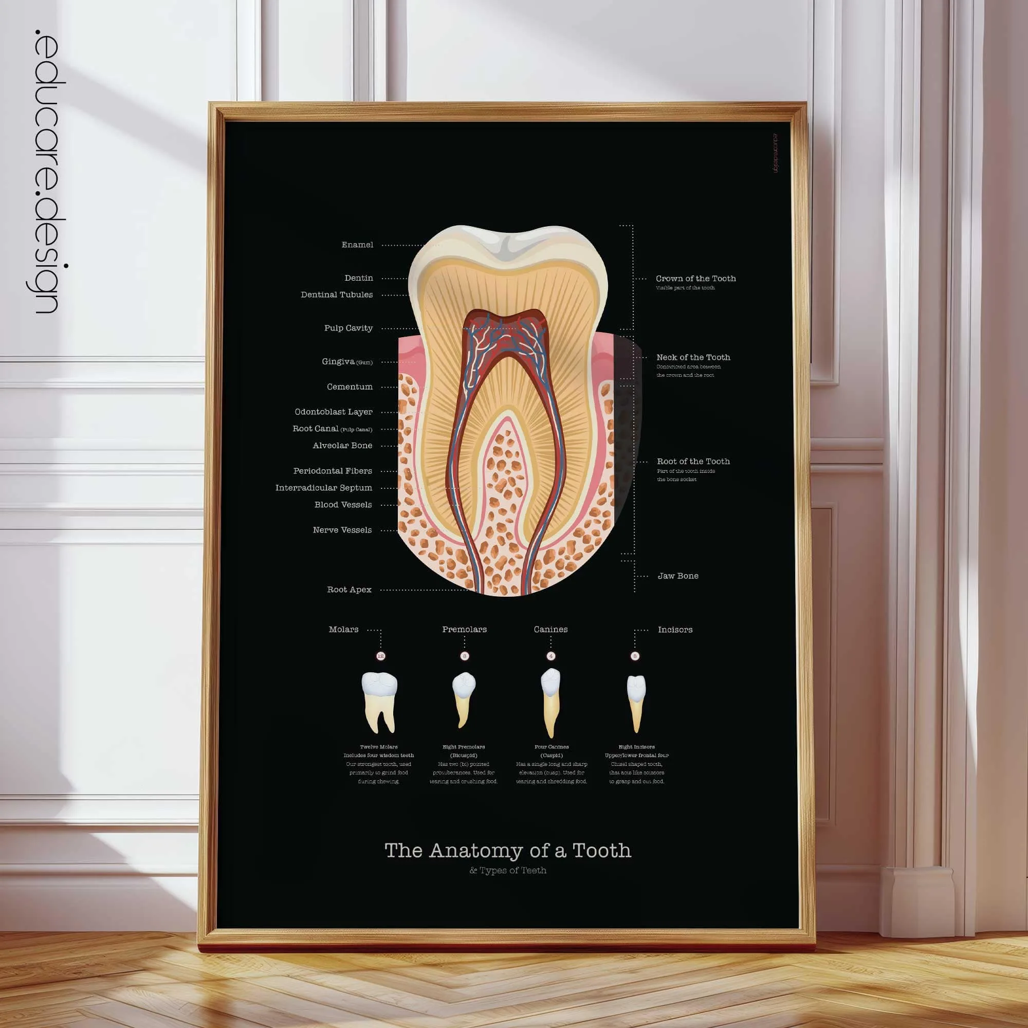 Black-Edition-The-Anatomy-of-a-Tooth Anatomy of a Tooth Chart, Black Edition