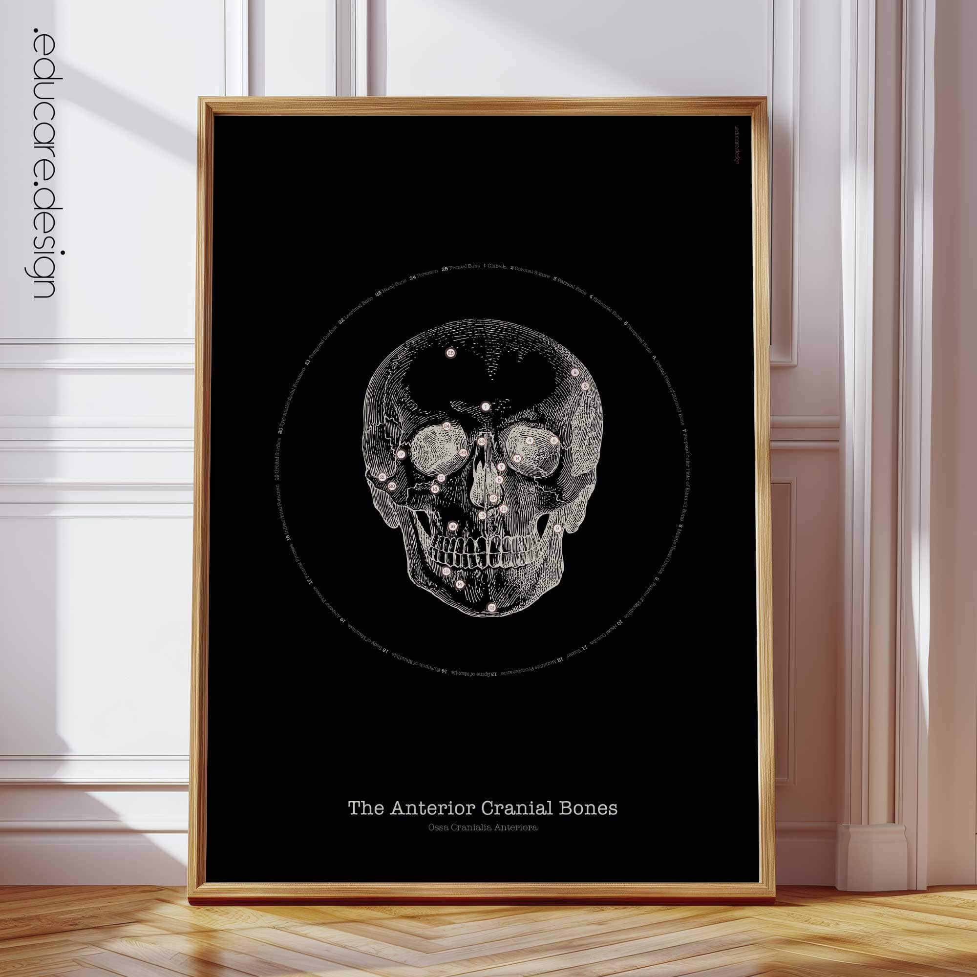 Anterior Cranial Bones Anatomy, Vintage Black Edition Chart