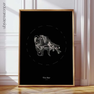 Ear Anatomy, Vintage Black Edition Chart