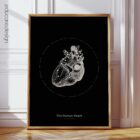 The Heart anatomy chart for clinics