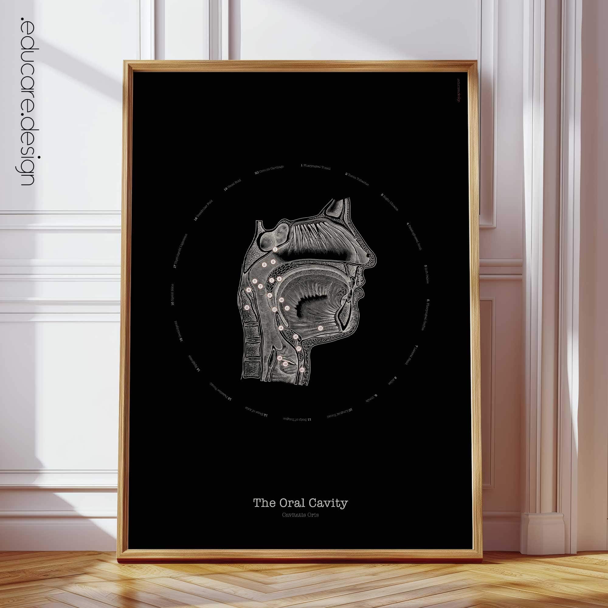 Oral Cavity Anatomy, Vintage Black Edition Chart