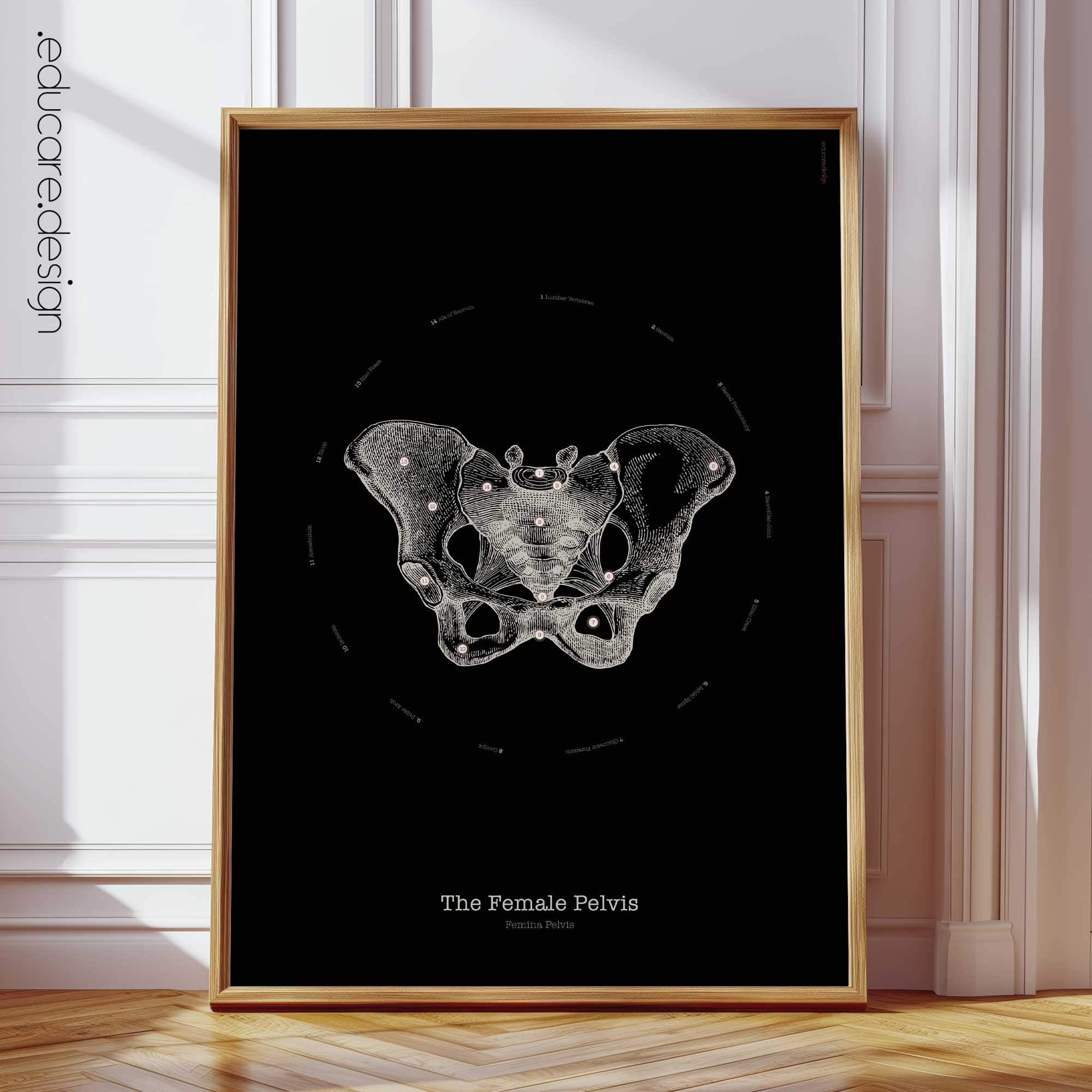 The Female Pelvis anatomy chart for clinics