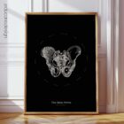 Male Pelvis Anatomy, Vintage Black Edition Chart