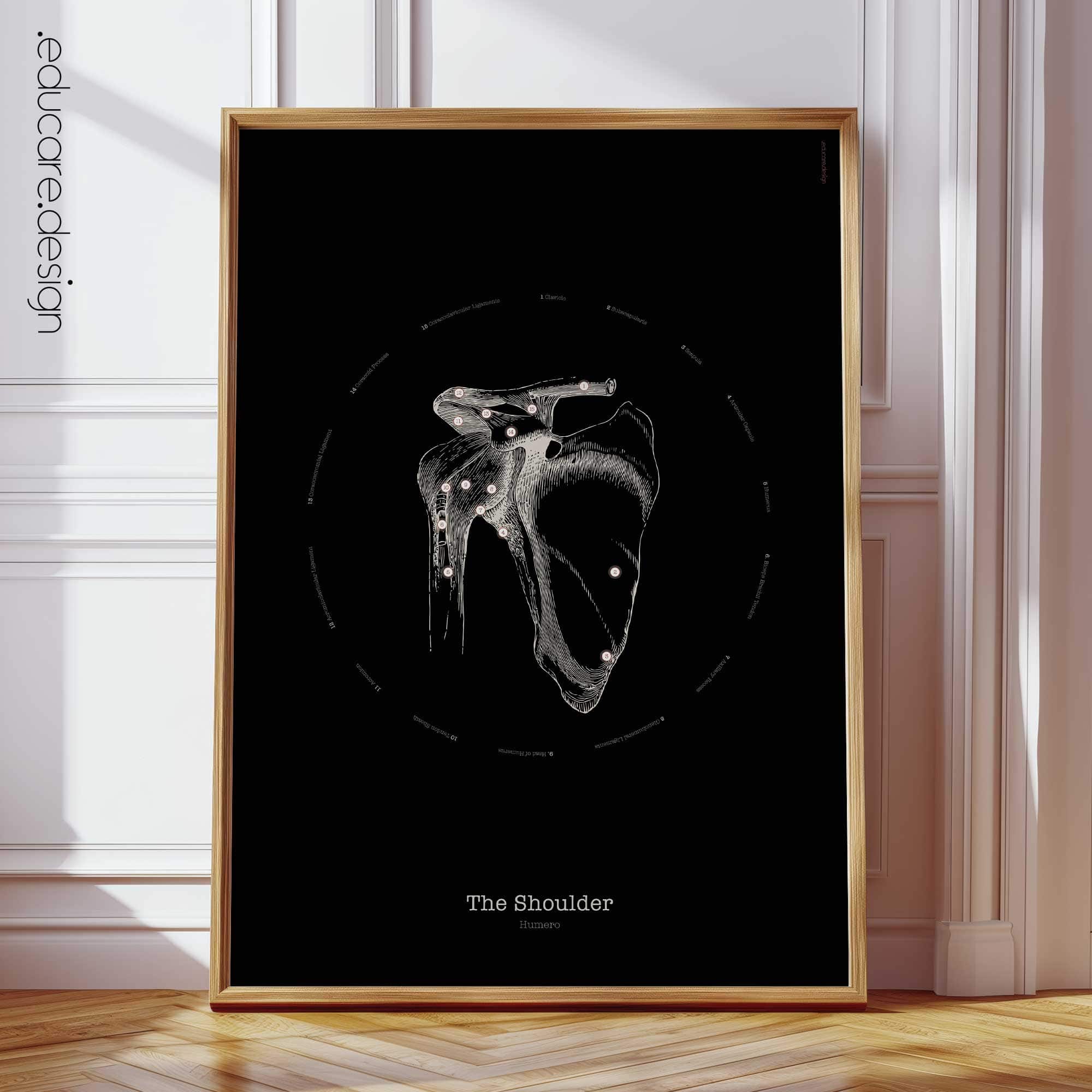 Shoulder Anatomy, Vintage Black Edition Chart