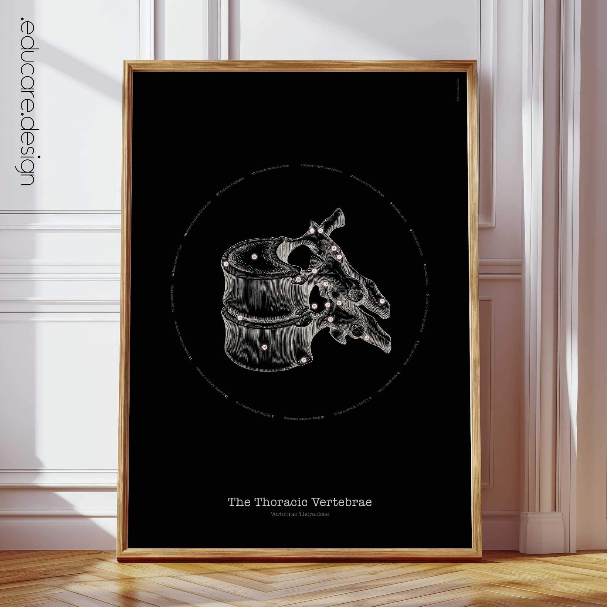 Thoracic Vertebrae Anatomy, Vintage Black Edition Chart