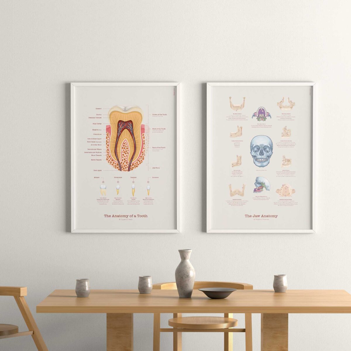 Tooth and Jaw Anatomy