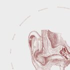 The Ear anatomy chart for clinics