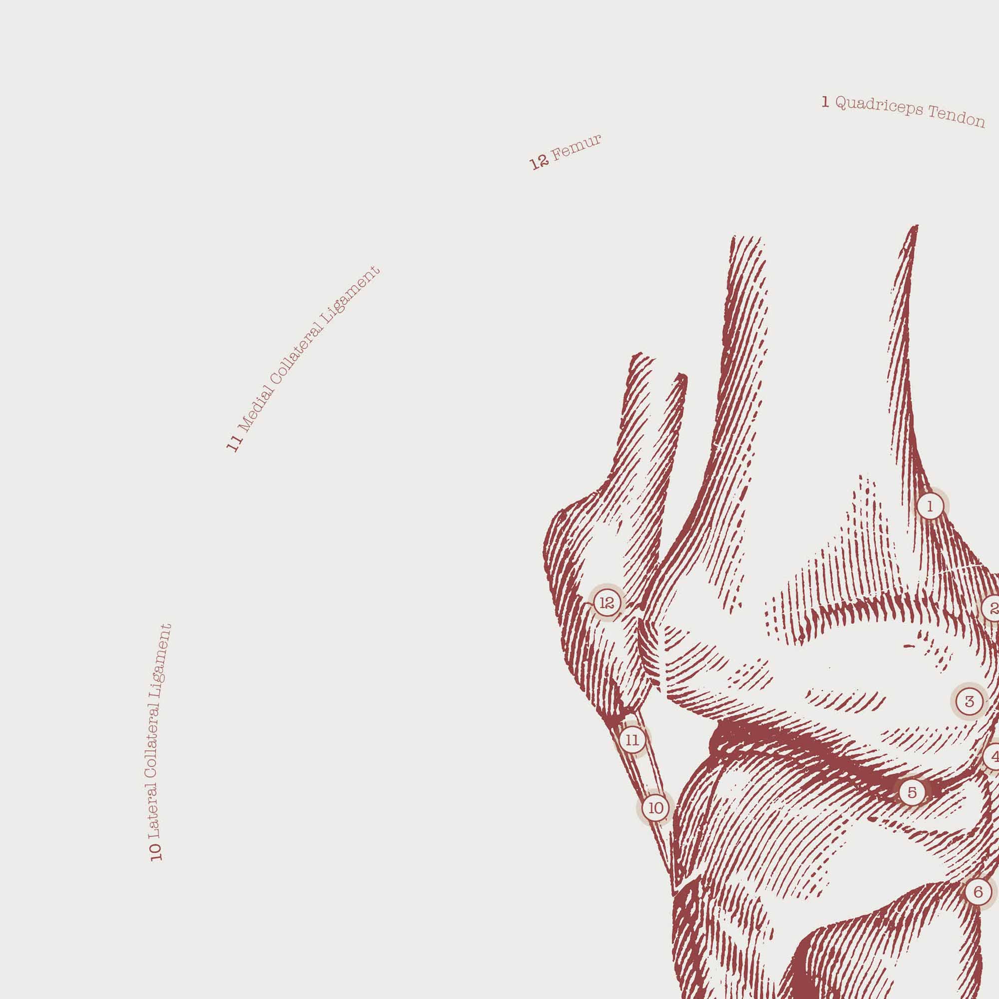 The Knee Vintage Anatomy Artwork