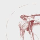 The Shoulder anatomy chart for clinics