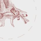 The Ear anatomy chart for clinics