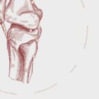 The Knee – educare.design The Knee Vintage Anatomy Artwork