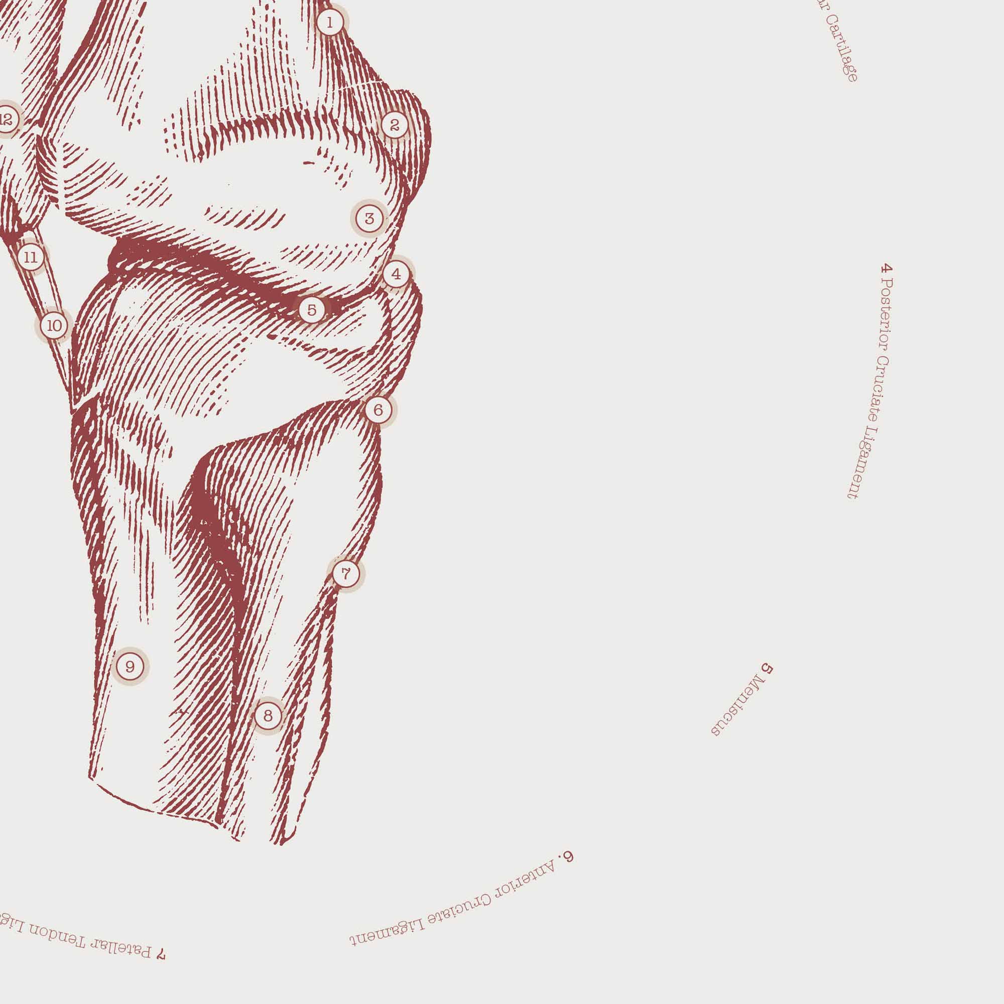 The Knee Vintage Anatomy Artwork