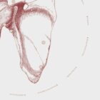 The Shoulder anatomy chart for clinics