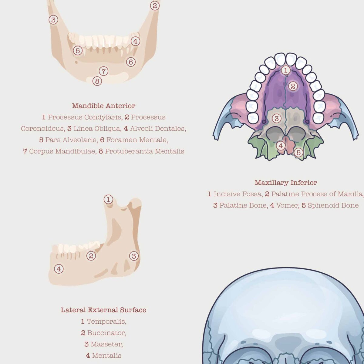 Anatomie de la Mâchoire