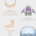 Jaw Anatomy & Palatine Process