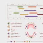 Teeth Eruption Chart anatomy chart for clinics