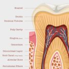 The Anatomy of a Tooth – educare.design Anatomia di un Dente