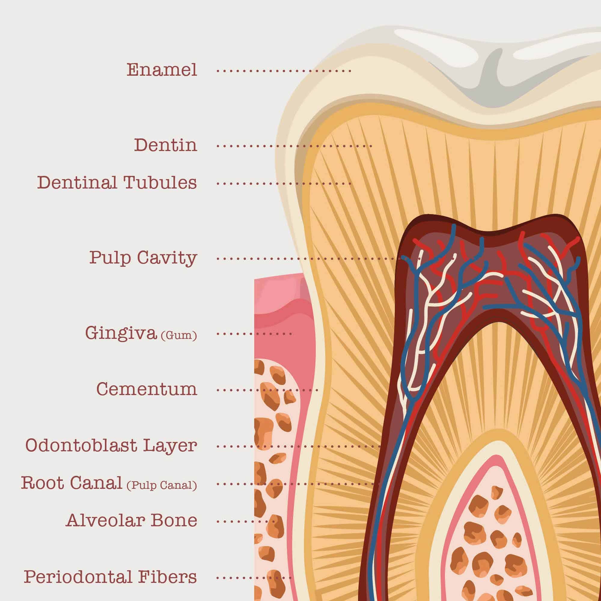 Anatomia di un Dente