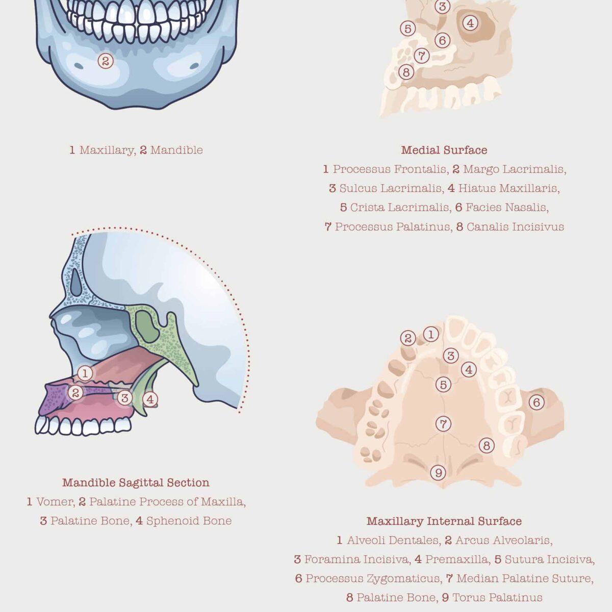 Anatomie de la Mâchoire