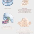 Jaw Anatomy & Palatine Process