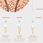 The Anatomy of a Tooth – educare.design Anatomia di un Dente